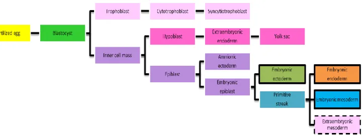 Figure 5: Schematic diagram demonstrating the tissue derivation in mouse. The future extraembryonic tissues are represented  in pink