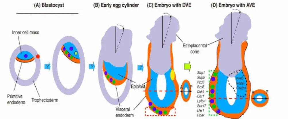Figure 8: Schematic representation of the emergence of asymmetry during the peri-implantation  development  from  blastocyst  to  right  before  gastrulation