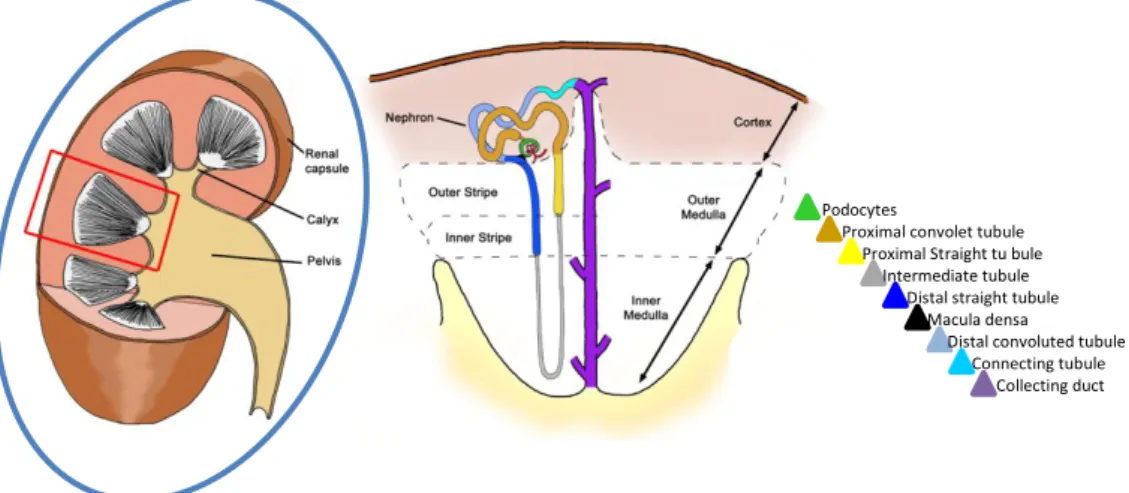 Figure  9:  Illustration  of  the  structure  of  the  mammalian  kidney.  Each  kidney  is  composed  of  a  fibrous  outer  layer  named the renal capsule, a peripheral layer named the cortex, and an inner layer named the medulla