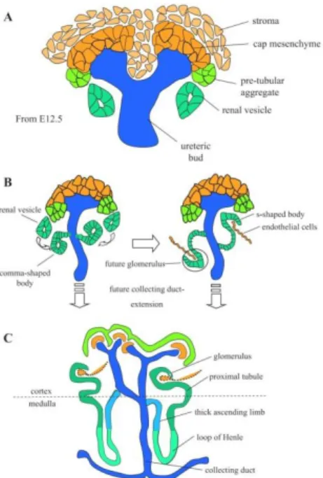 Figure  11:  Schematic  representation  of  the  formation  and  patterning  of  nephrons