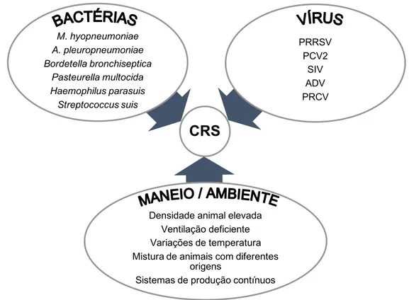 Figura 2 – Interação entre agentes infeciosos e condições de maneio/ambientais adversas que  resultam no Complexo Respiratório Suíno (CRS) (adaptado de Brockmeier et al., 2002)