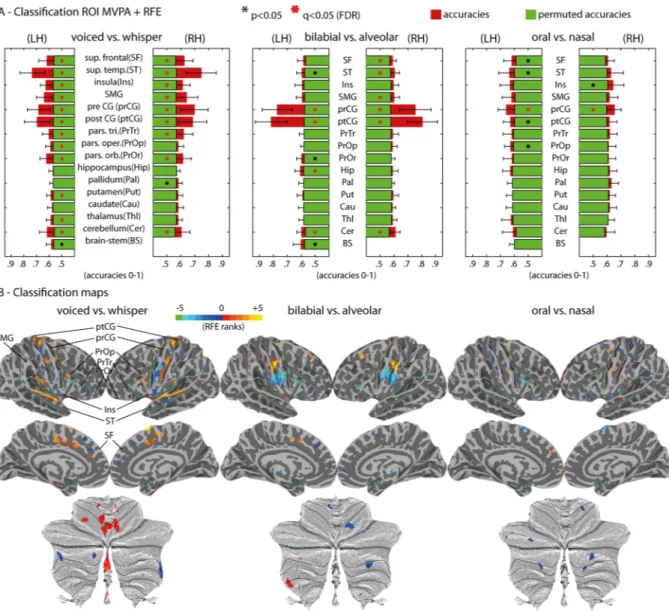 Figure 4.  Multivariate fMRI group results. (A) MVPA ROI  + RFE results for the three main contrasts: voiced  versus whispered speech; bilabial versus alveolar; oral versus nasal