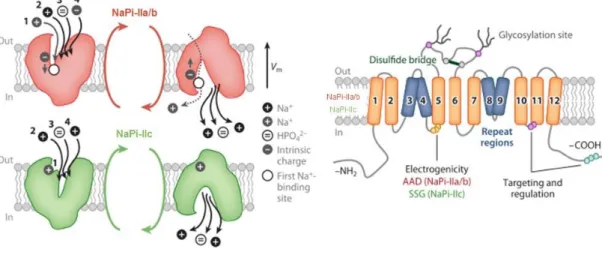 Figure 1.3 – Mechanism and molecular features of SLC32 family. The basic transport cycle is shown in the  left  panel  and  the  salient  molecular  features  is  shown  in  the  right  panel