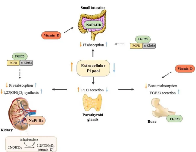 Figure  1.5  –  Phosphate  regulation.  Phosphate  is  mostly  regulated  by  dietary  Pi  intake,  PTH,  1,25- 1,25-dihydroxyvitamin  D 3  (vitamin  D  active  form)  and  FGF23,  that  can  directly  or  indirectly  control  Pi  balance