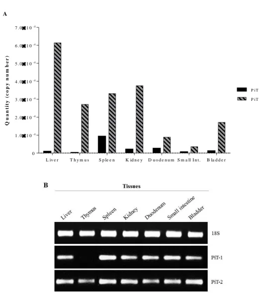 Figure 3.1 – Tissue-specific gene expression/distribution of type III Na + /Pi cotransporters, PiT-1 and PiT- PiT-2, in a wild-type strain mouse, C57BL/6