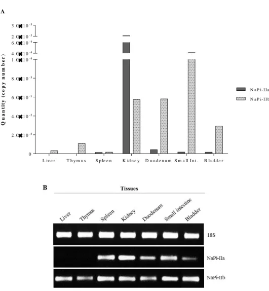 Figure 3.2 – Tissue-specific gene expression/distribution of type II Na + /Pi cotransporters, NaPi-IIa and  NaPi-IIb, in a wild-type strain mouse, C57BL/6