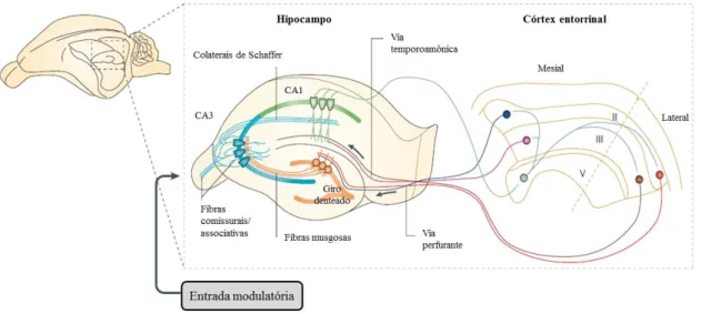 Figura 2. Esquema das vias responsáveis pelo fluxo de informação na formação hipocampal