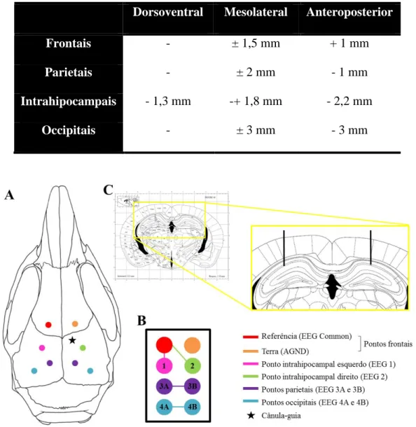 Tabela 3. Medidas de referência para o implante dos eletrodos corticais e intrahipocampais em  camundongos segundo o Atlas Estereotáxico de Paxinos &amp; Franklin (2001)