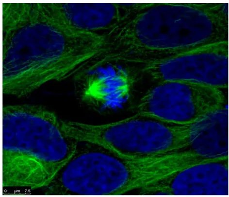 Figura 10.    lulas MCF-7 ( células do adenocarcinoma mamário humano  não invasivo )  imunomarcadas com anticorpo anti- -tubulina  verde) e o DN  marcado  com D PI  azul)