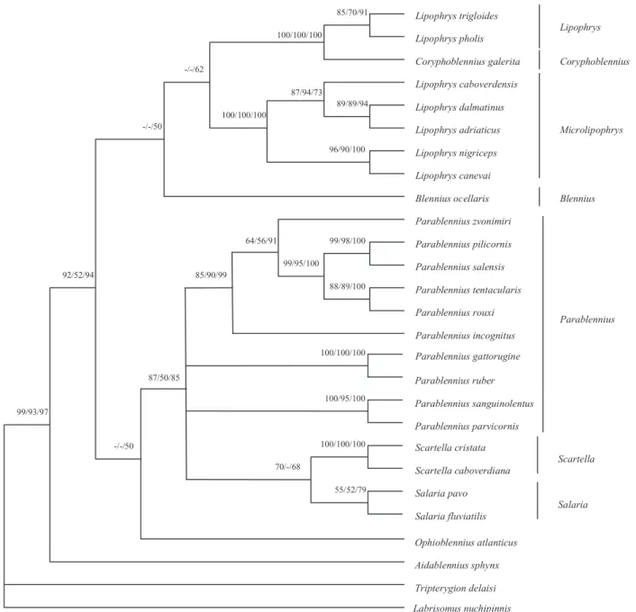 Figure 1. Phylogenetic tree obtained for the combined 12S - 16S rDNA fragments sequenced