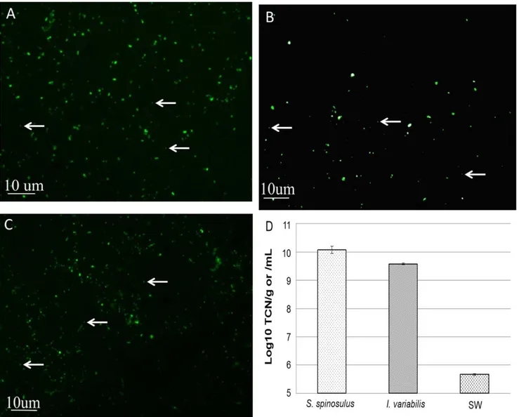 Figure 2. Epifluorescence counts. Microscopy pictures taken from S. spinosulus (A), I