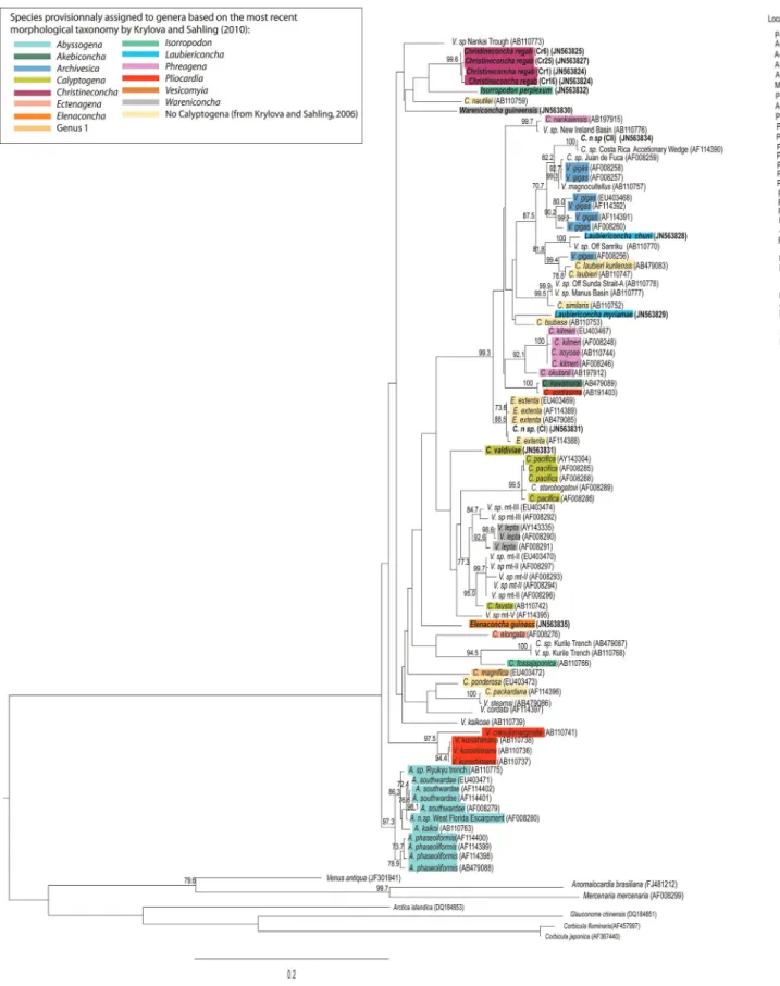 Figure 2. DNA maximum-likelihood tree based on COI nucleotide sequences rooted with Glauconome chinensis 