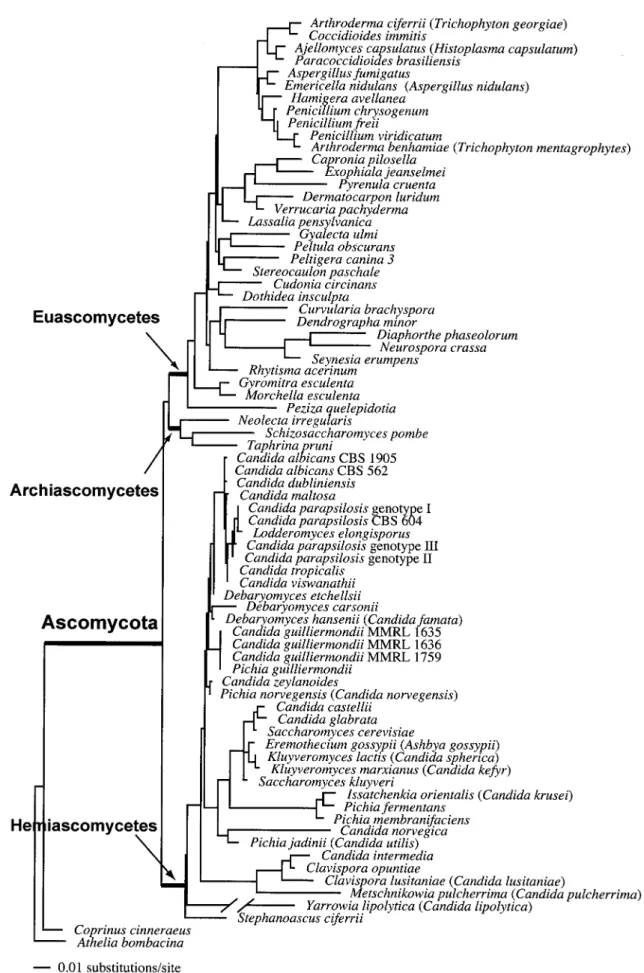 FIG. 1. Single most likely tree based on a combined analysis of the nuclear 18S rDNA and 26S rDNA of 73 ascomycetous taxa, using two basidiomycetes as outgroups