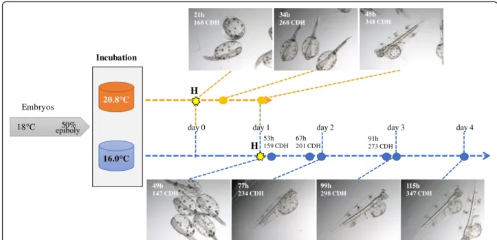 Fig. 6 Experimental design for the evaluation of incubation temperatures during lecithotrophic stages in sole