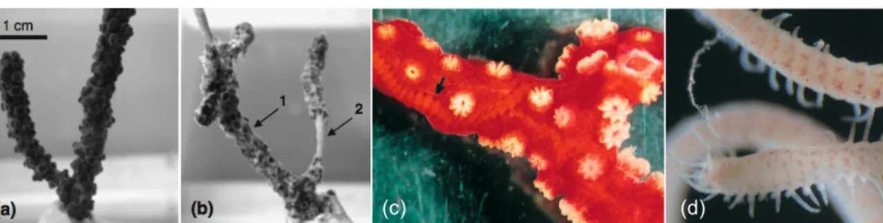 Fig. 3 Healthy (a)  and diseased (b) colonies of  Paramuricea  clavata from aquarium infection experiments; (b1) damaged  coenenchyme  and  (b2)  denuded  skeletal  axis  (Bally  and  Garrabou  2007)