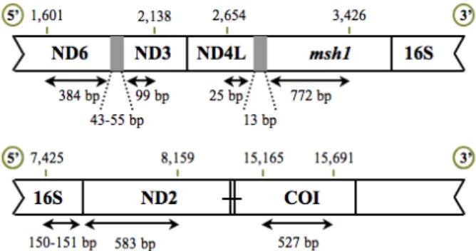 Fig.  7  Schematic  showing  the  size  of  the  mtDNA  fragments  obtained  by  sequencing  and  respective  positions  in  the  mitochondrial  genome  (concatenated  fragments  of   Pont-Kingdon  et  al