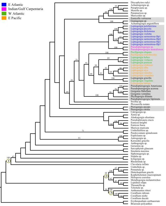 Fig.  8  Maximum-likelihood  tree  (msh1)  depicting  the  phylogenetic  relationships  among  48  genera  of  the  subclass  Octocorallia