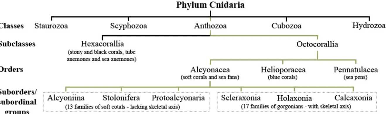 Fig. 1 Taxonomic organization of  subclass Octocorallia within the Phylum Cnidaria (mapped by olive lines)