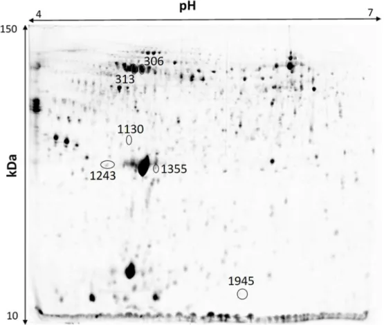 Figure 3 - Representative 2D PAGE of gilthead sea bream (Sparus aurata) plasma. The pointed circles with  numbers represent the spots selected for protein analysis