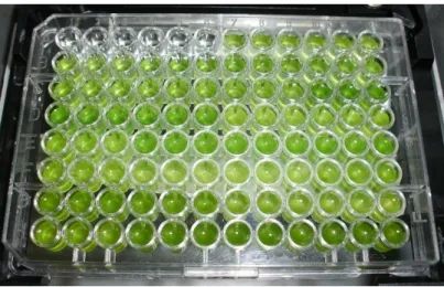 Figure 3.4 - 96-well plate containing algae culture from 5-L plastic bottles for spectrophotometry analysis