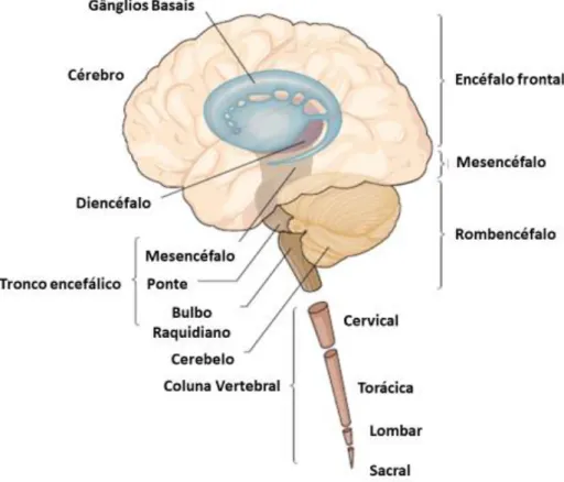 Figura 1 Esquema do sistema nervoso central (SNC). Adaptado de Kendel, 2013 1 .  