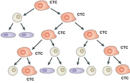 Figura 3 Modelo de origem tumoral a partir de célula-tronco de câncer (CTC). São representadas  no esquema: células-tronco de câncer (vermelho); células progenitoras (cinza) e células diferenciadas  (lilás)