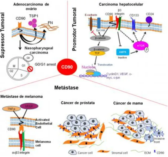 Figura 5 CD90 e o câncer.  Os diferentes papeis da glicoproteína CD90 na progressão tumoral