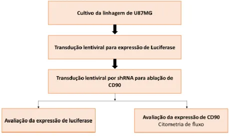 Figura 7 Delineamento experimental do estabelecimento de protocolos a partir do cultivo  de U87MG