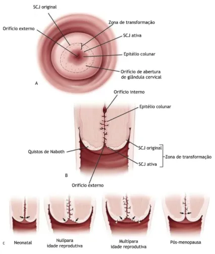 Figura 3. Anatomia do colo do útero. 