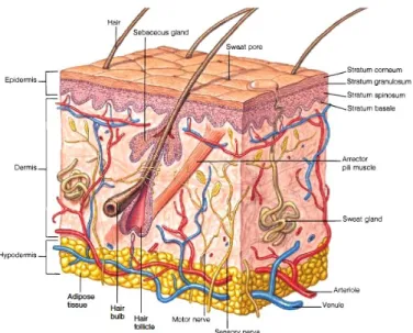Figure 1. 1 - A representation of skin structure in mammals. Taken from http://pulpbits.net/7-skin- http://pulpbits.net/7-skin-structure-anatomy-diagrams/structure-of-skin/ 
