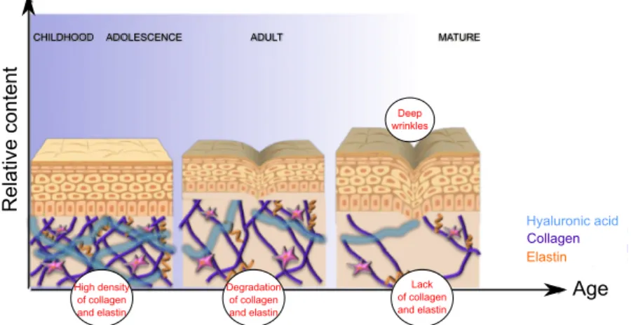 Figure 1. 2 - Ageing skin in mammals. Highly crossed-linked collagen and elastin fibres are abundant in  young skin