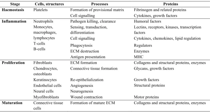 Table 1.1 – Description of wound healing. Overview of the cellular elements and proteins involved in each stage  of wound healing