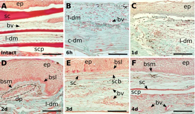 Figure  2.  3  -  Morphological  characterization  of  histological  sections  stained  with  Masson  Trichrome  of  intact and regenerating skin from sea bream during the healing period after scale removal