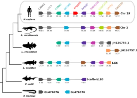 Figure 3. 4 - Comparison of the homologous genome regions harbouring the human ANGPTL8 with fish