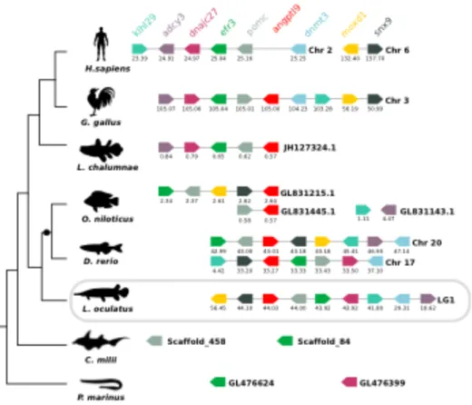 Figure 3. 5 - Comparison of the homologous genome regions harbouring the fish angptl9 with human