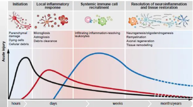 Figure 3: Local immune cell response to acute and chronic Central Nervous System.  (Adapted from  Schwartz et