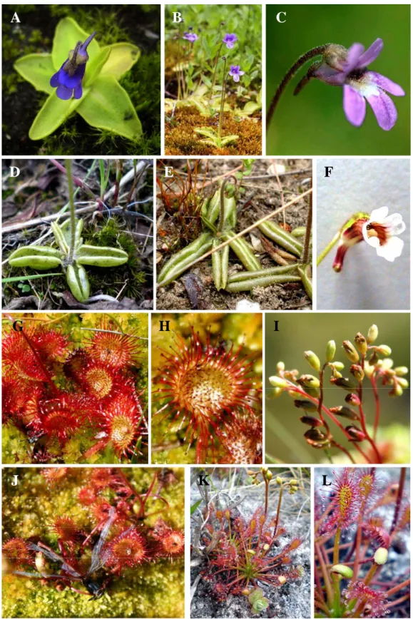 Figure 1.1.3 - Illustrations of the carnivorous plant species under study. P. vulgaris: rosette detail (A),  flowering plants (B), flower detail (C); P