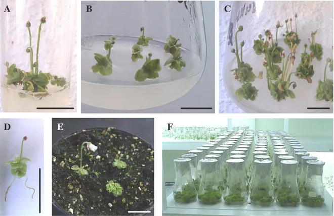 Figure 2.3.2 - Micropropagation of P. lusitanica: seedling explants used in the assays (A); shoots at the  beginning of proliferation phase (B); shoots during proliferation phase (C); rooted shoot after 8 weeks of  culture (D); plants during acclimatizatio