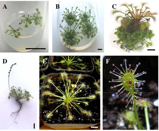 Figure 2.3.6 - Micropropagation of D. intermedia: seedlings 2 weeks after germination (A); seedling  explants used in the assays (B); shoots at the end of proliferation phase (C); rooted shoot prior to  acclimatization step (D); acclimatized plant with 2 m