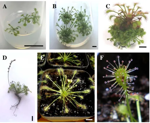 Figure 2.3.6 - Micropropagation of D. intermedia: seedlings 2 weeks after germination (A); seedling  explants used in the assays (B); shoots at the end of proliferation phase (C); rooted shoot prior to  acclimatization step (D); acclimatized plant with 2 m