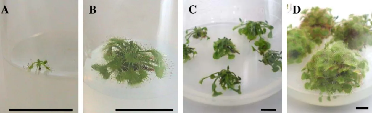 Figure 2.3.8 - Micropropagation of D. rotundifolia: seedlings 2 weeks after germination (A); seedling  explants used in the assays (B); shoots at the end of proliferation phase (C); shoots obtained after longer  periods between subcultures without individu