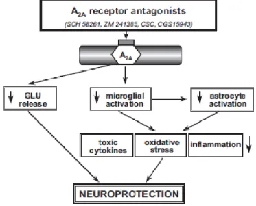 Figura  3  –  Ação  neuroprotetora  dos  Antagonistas  A2a.  Os  antagonistas  A2a  reduzem  a  libertação  de  glutamato  e  por  sua  vez  a  excitotoxidade  provocada  por  este