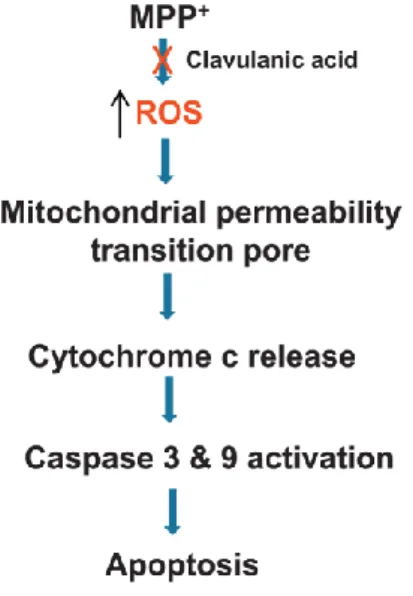 Figura 4 – Esquema de como o ácido clavulânico atua na neuroproteção num modelo induzido com MPP+ 