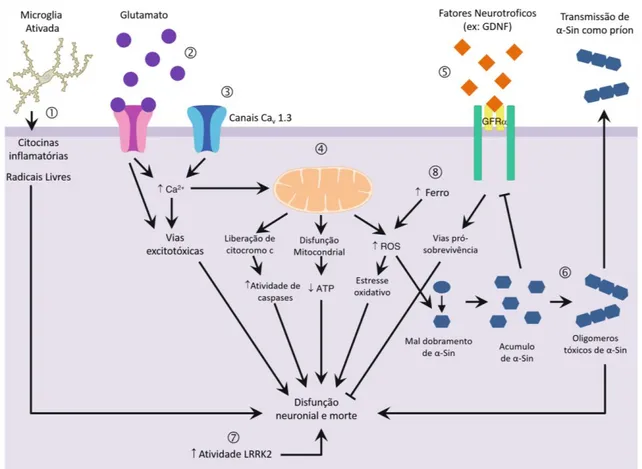 Figura  2.  Representação  das  principais  vias  citotóxicas  associadas  à  morte  de  neurônios  dopaminérgicos na DP: 1) Neuroinflamação 2) Excitotoxicidade glutamatérgica 3) Distúrbios na  homeostase de cálcio 4) Disfunção mitocondrial, estresse oxida
