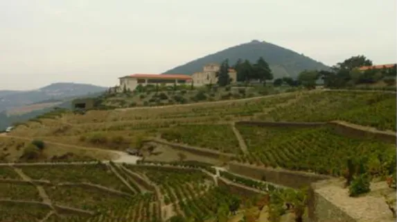 Foto 13 - A Quinta do Seixo com a existência de diferentes tipos de implantação da vinha, conjugando a tradição com a  inovação  (Sandeman) - Valença do Douro