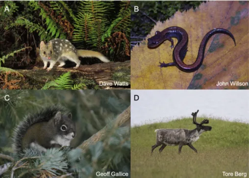 Fig. 1. Example of species studied in research related to linear infrastructure impacts on biodiversity