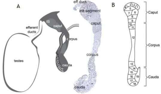 Figure 3:  Schematic representation of the  Epididymis (A) and typical patterns of rat epididymal  segmentation (B)