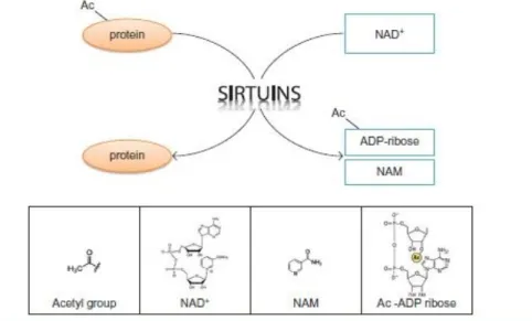 Figure 5:      The reaction catalyzed by Sirtuins. Sirtuins deacetylates, i.e., removes the acetyl groups  from  their  substrates  in  the  lysine  residue,  in  a  reaction  that  consumes  NAD + (nicotinamide adenine dinucleotide) releasing NAM (nicotin