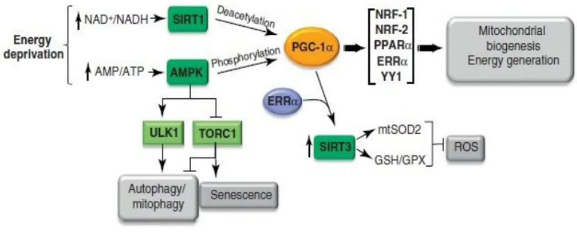 Figure  6:        Integration  of  energy-generating  and  antioxidant  pathways.    PGC-1α  is  activated  via  phosphorylation  by  AMPK  or  by  deacetylation  via  SIRT1  in  response  to  nutrient  deprivation