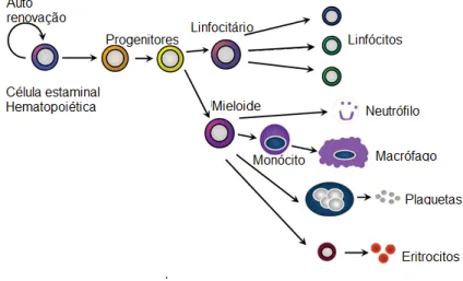 Figura 2-O macrófago e os seus percursores (figura adaptada de (King e Goodell, 2011)) 